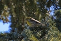 Serin cini-01